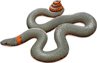 Ring-necked Snake