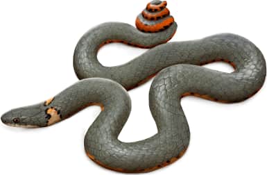 Ring-necked Snake — Southern Ring-necked Snake