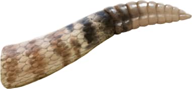 Panamint Rattlesnake — Tail