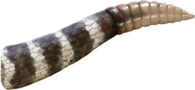 Western Rattlesnake — Northern Pacific Rattlesnake
