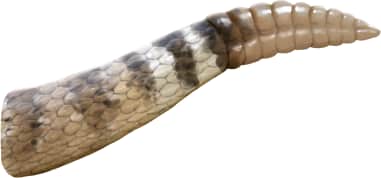 Southwestern Speckled Rattlesnake — Tail