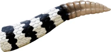 Red Diamond Rattlesnake — Tail