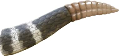 Western Rattlesnake — Southern Pacific Rattlesnake