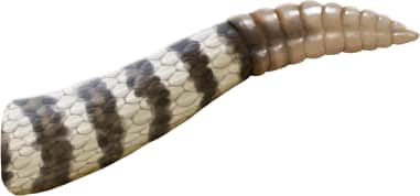 Western Rattlesnake — Great Basin Rattlesnake