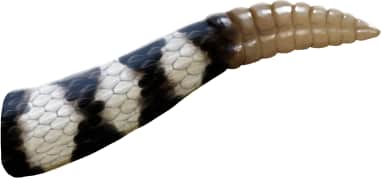 Western Diamond-backed Rattlesnake — Tail