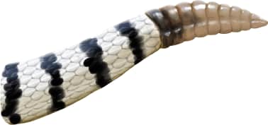 Mojave Rattlesnake — Tail