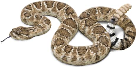Mojave Rattlesnake