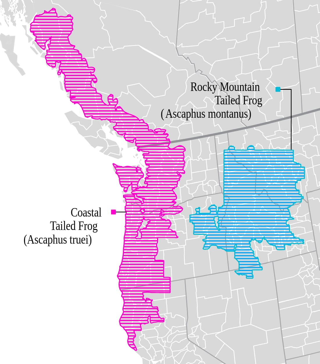 Range map for Coastal Tailed Frog