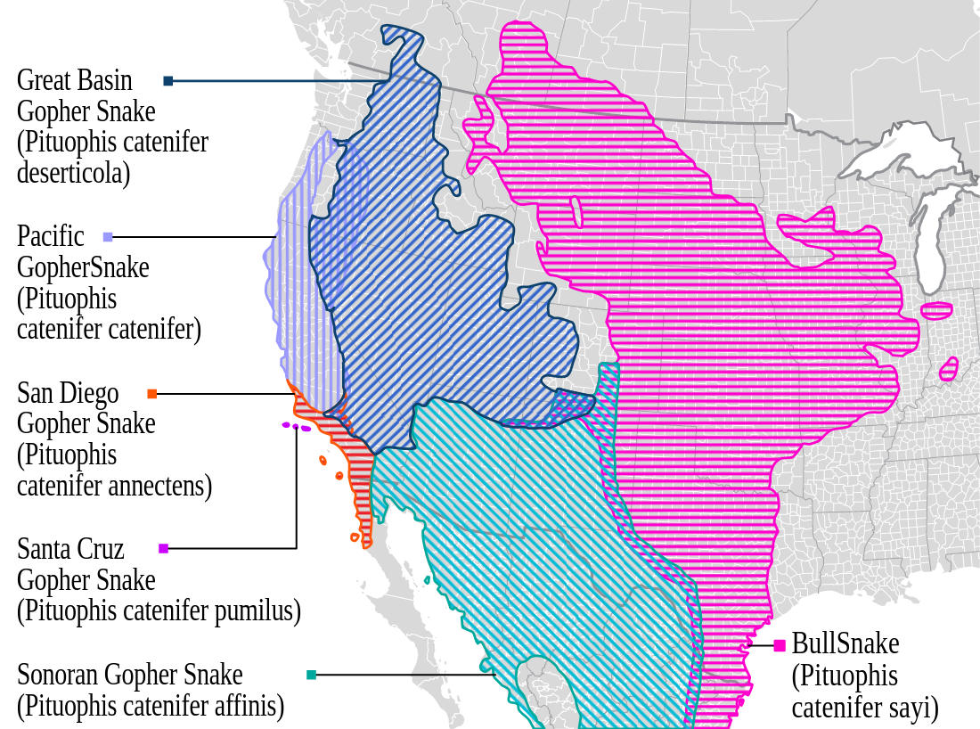 Range map for Gopher Snake