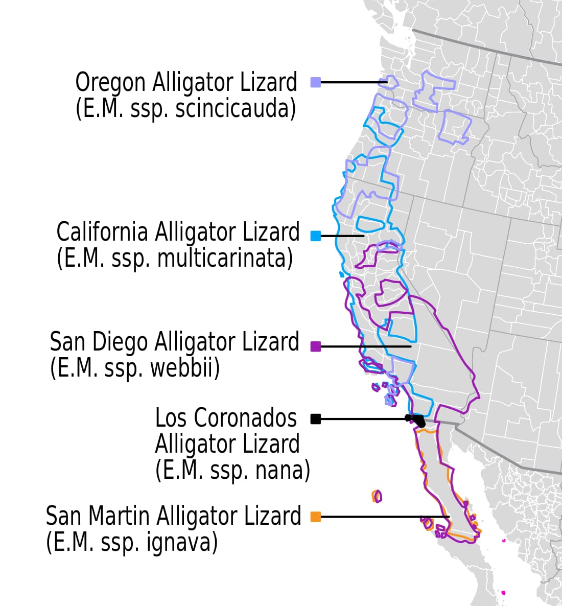 Range map for Southern Alligator Lizard