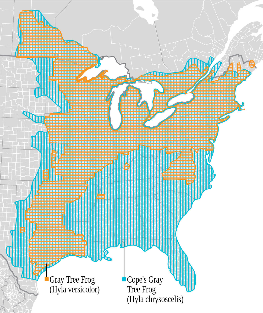 Range map for Cope's Gray Tree Frog