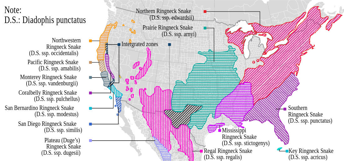 Range map for Ring-necked Snake
