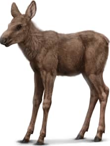 Moose — Young
