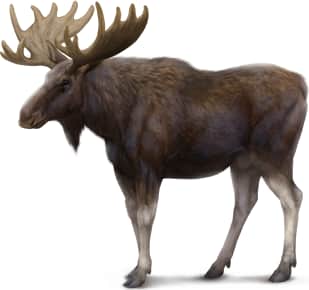 Moose