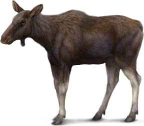 Moose — Female