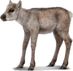 Caribou — Calf