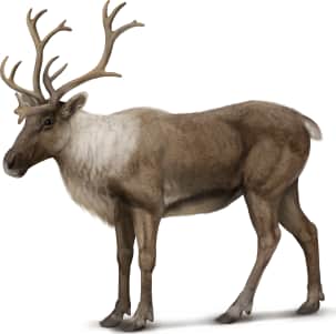 Caribou — Woodland Caribou (Female)