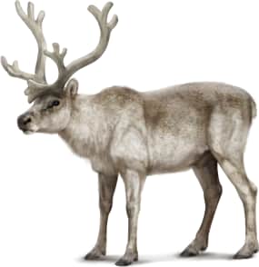 Caribou — Peary Caribou
