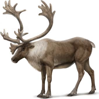 Caribou