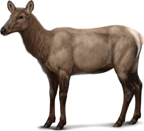 Elk — Female