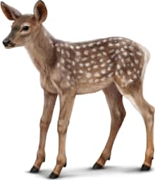 Elk — Fawn