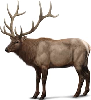 Elk