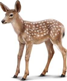 Mule Deer — Fawn