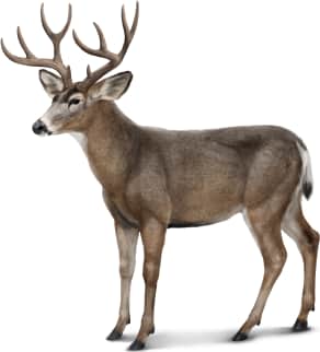 Mule Deer — Summer (Male)