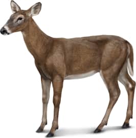 White-tailed Deer — Female