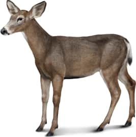 Mule Deer — Female