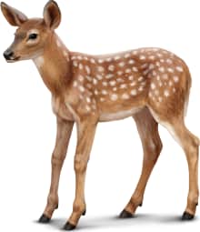White-tailed Deer — Fawn