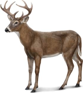 White-tailed Deer — Summer (Male)