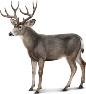 Mule Deer