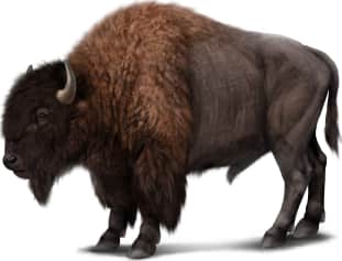 American Bison