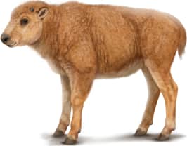 American Bison — Calf