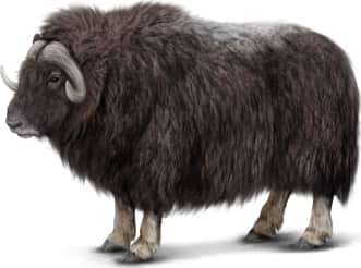 Muskox
