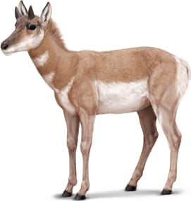 Pronghorn — Female