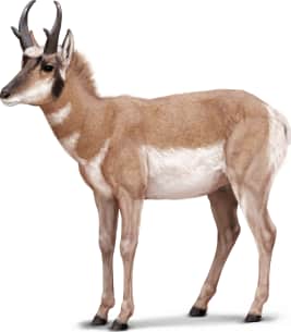 Pronghorn