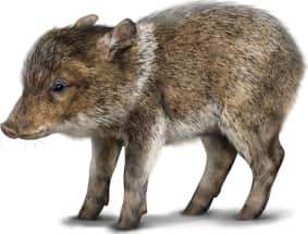 Collared Peccary — Young