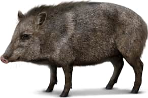 Collared Peccary