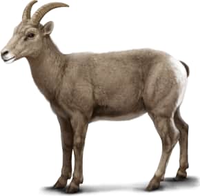 Bighorn Sheep — Female
