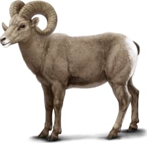 Bighorn Sheep