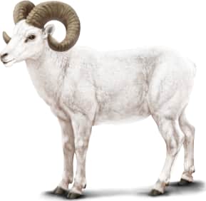 Thinhorn Sheep