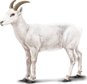 Thinhorn Sheep — Dall's Sheep (Female)