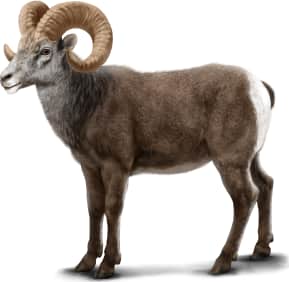Thinhorn Sheep — Stone's Sheep (Male)
