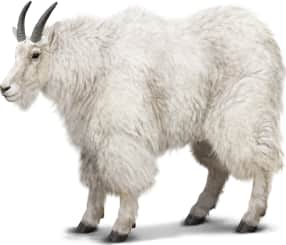 Mountain Goat