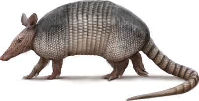 Nine-banded Armadillo