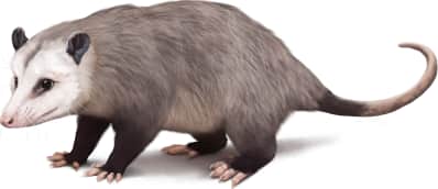 Virginia Opossum