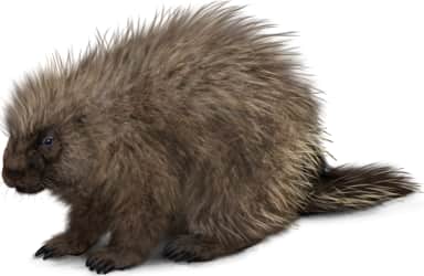 North American Porcupine