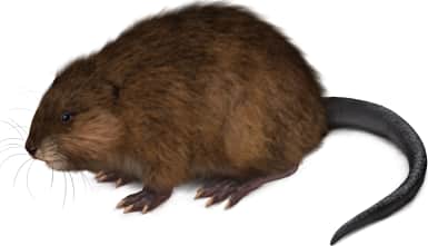 Common Muskrat